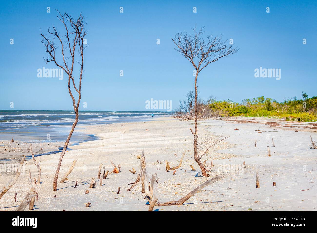 Alberi secchi e ceppi su una spiaggia nel Fort DeSoto County Park a St. Petersburg, Florida Foto Stock