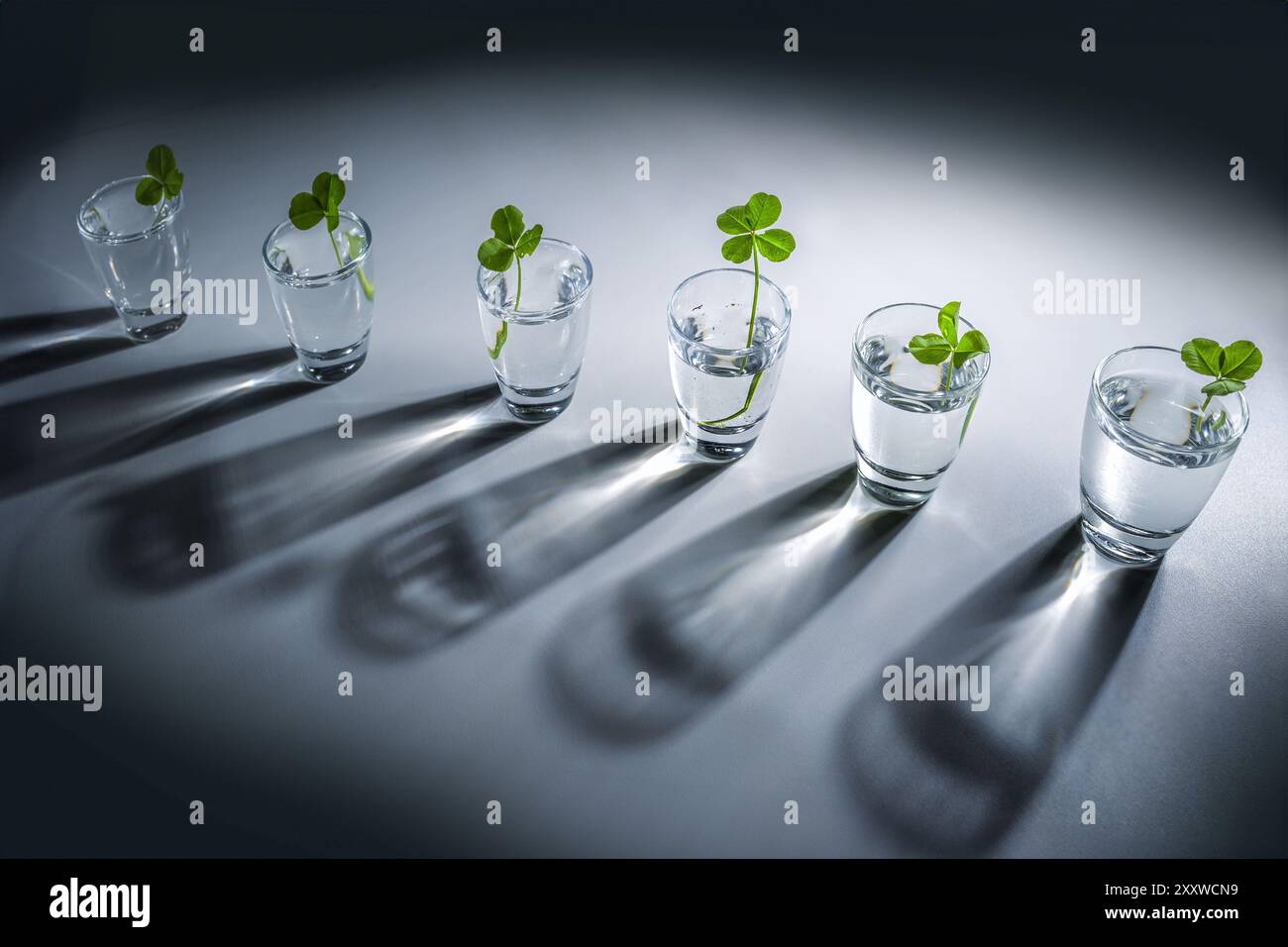 Fila di piccoli vasetti di vetro con trifoglio, uno dei quali è un eccezionale trifoglio fortunato a quattro foglie, concetto di individualità nel team, sfondo grigio con spirito Foto Stock