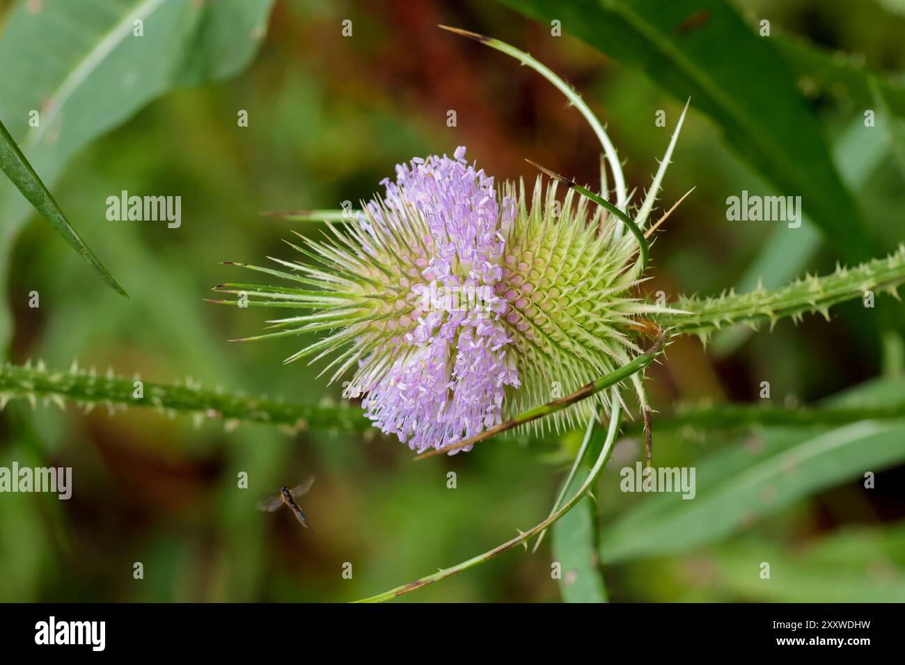 Teasel Dipsacus fullonum, piccoli fiori viola formano una grande testa a forma di uovo le foglie spinose formano una tazza alla base che può intrappolare gli steli d'acqua spinosi Foto Stock