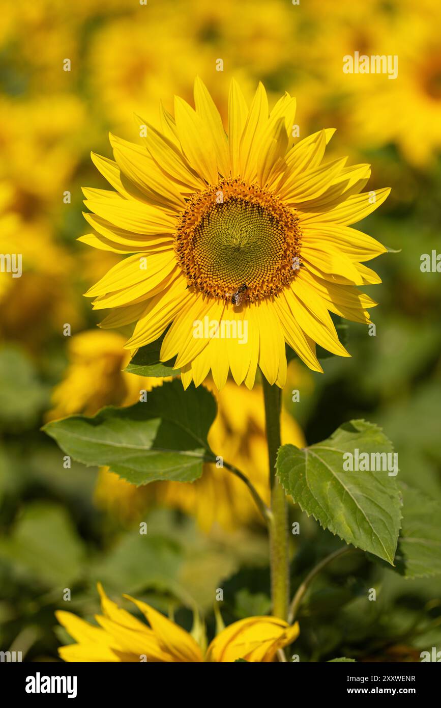 Primo piano di un girasole giallo che fiorisce in un campo di girasole del Wiltshire, Wiltshire, Inghilterra, Regno Unito Foto Stock