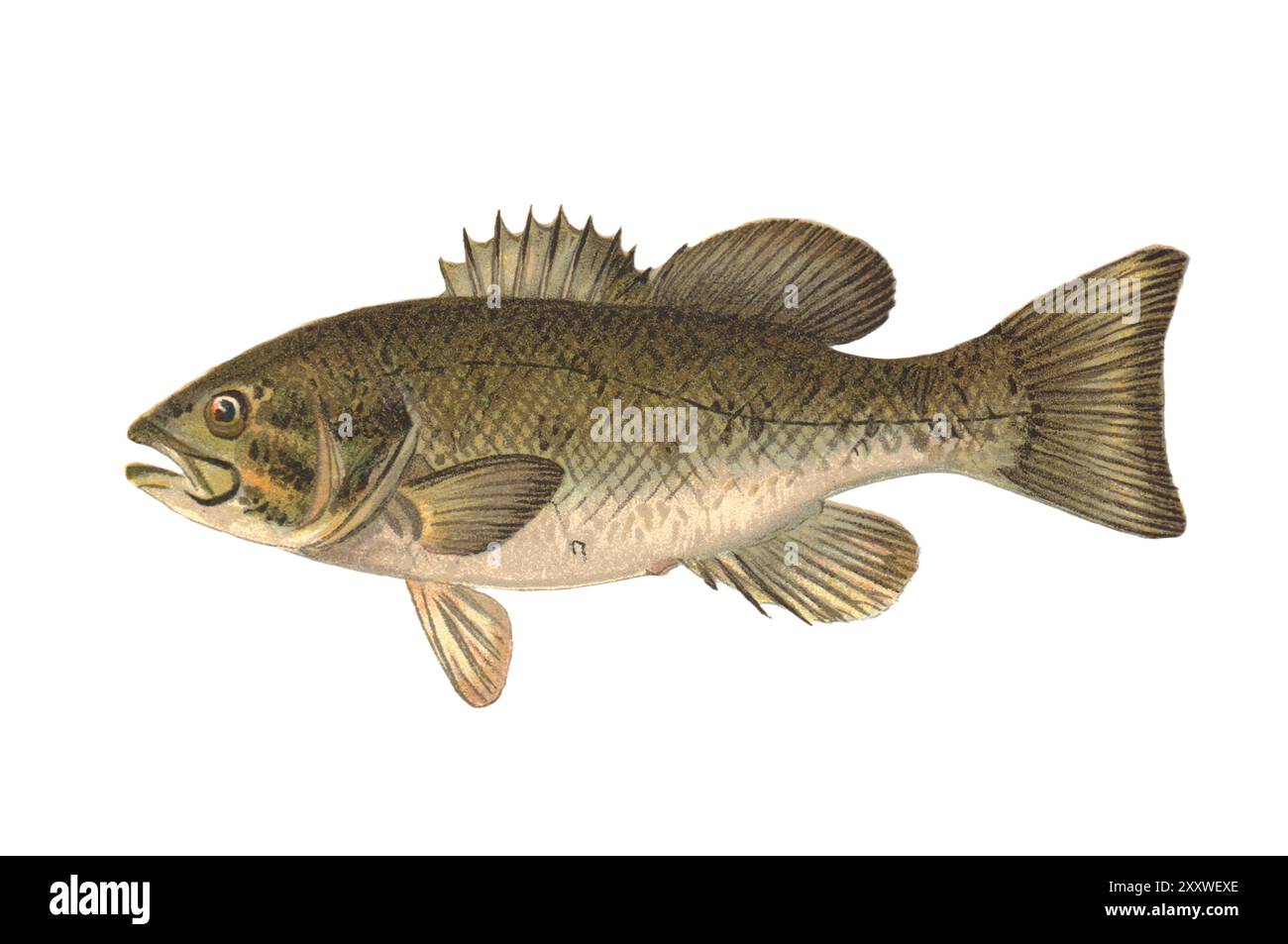 The Small-mouth Black Bass (Smallmouth Bass) (Micropterus dolomieu) Color Lithographed Fish Print di Sherman Foote Denton Foto Stock