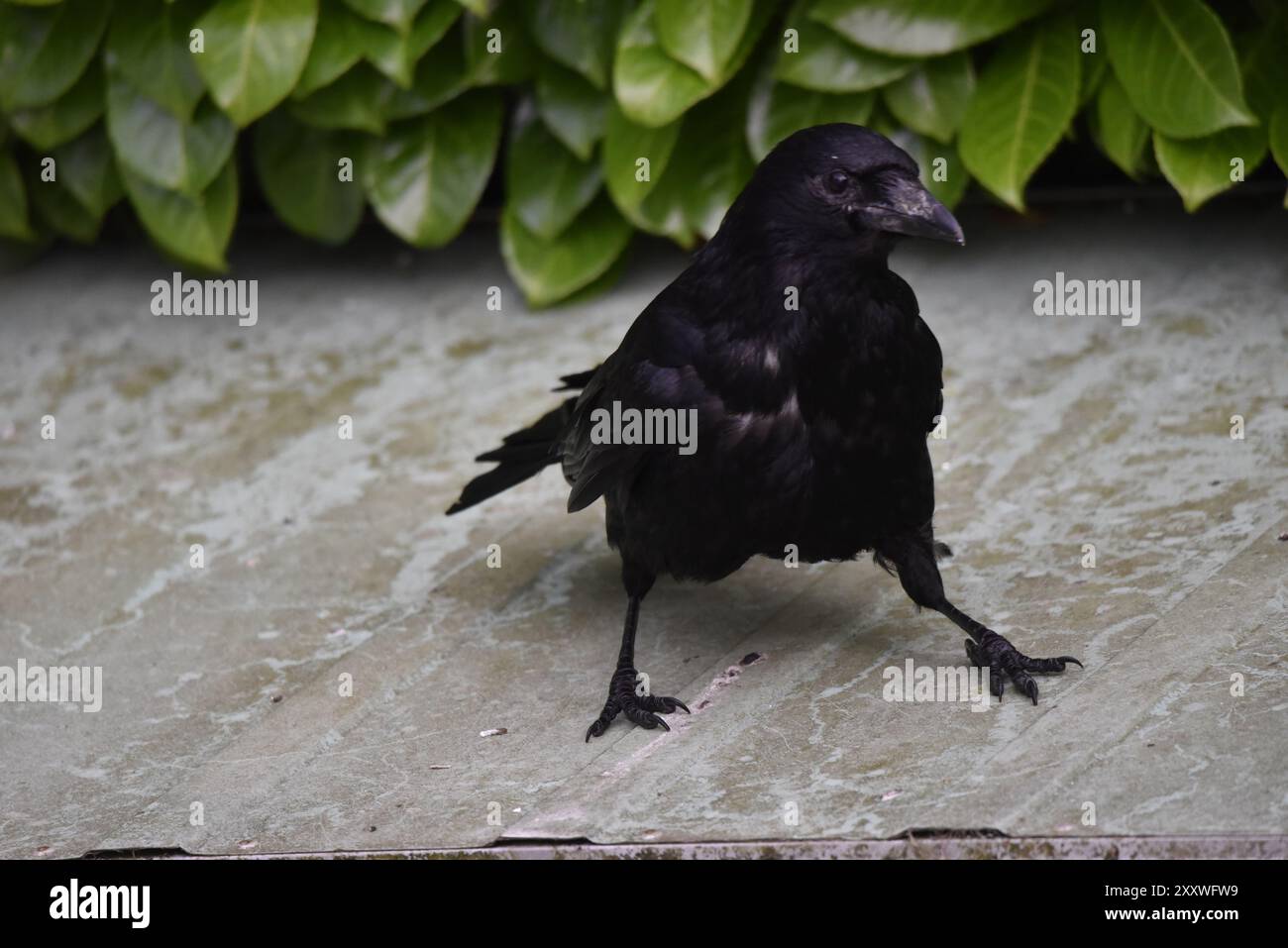 Primo piano immagine di un corvo di carretto (Corvus corone) con le gambe divise, guardando a destra dell'immagine con l'occhio sinistro sulla telecamera, scattata nel Galles centrale, Regno Unito Foto Stock