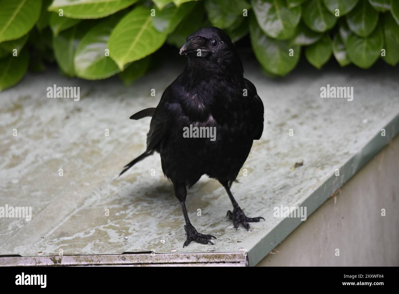 Ritratto di un corvo di carretto (Corvus corone) rivolto verso la fotocamera con la testa girata a sinistra, su uno sfondo foglia di alloro, scattato nel Galles centrale, Regno Unito a luglio Foto Stock
