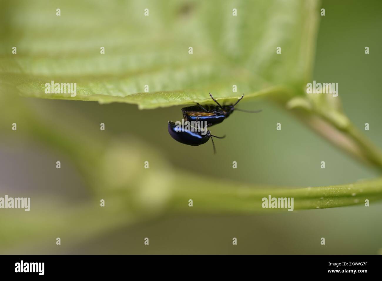 Immagine macro di una coppia di coleotteri della foglia di Alder (Agelastica alni) che si accoppiano e capovolto, in fondo a una foglia, scattata a luglio in Galles, Regno Unito Foto Stock