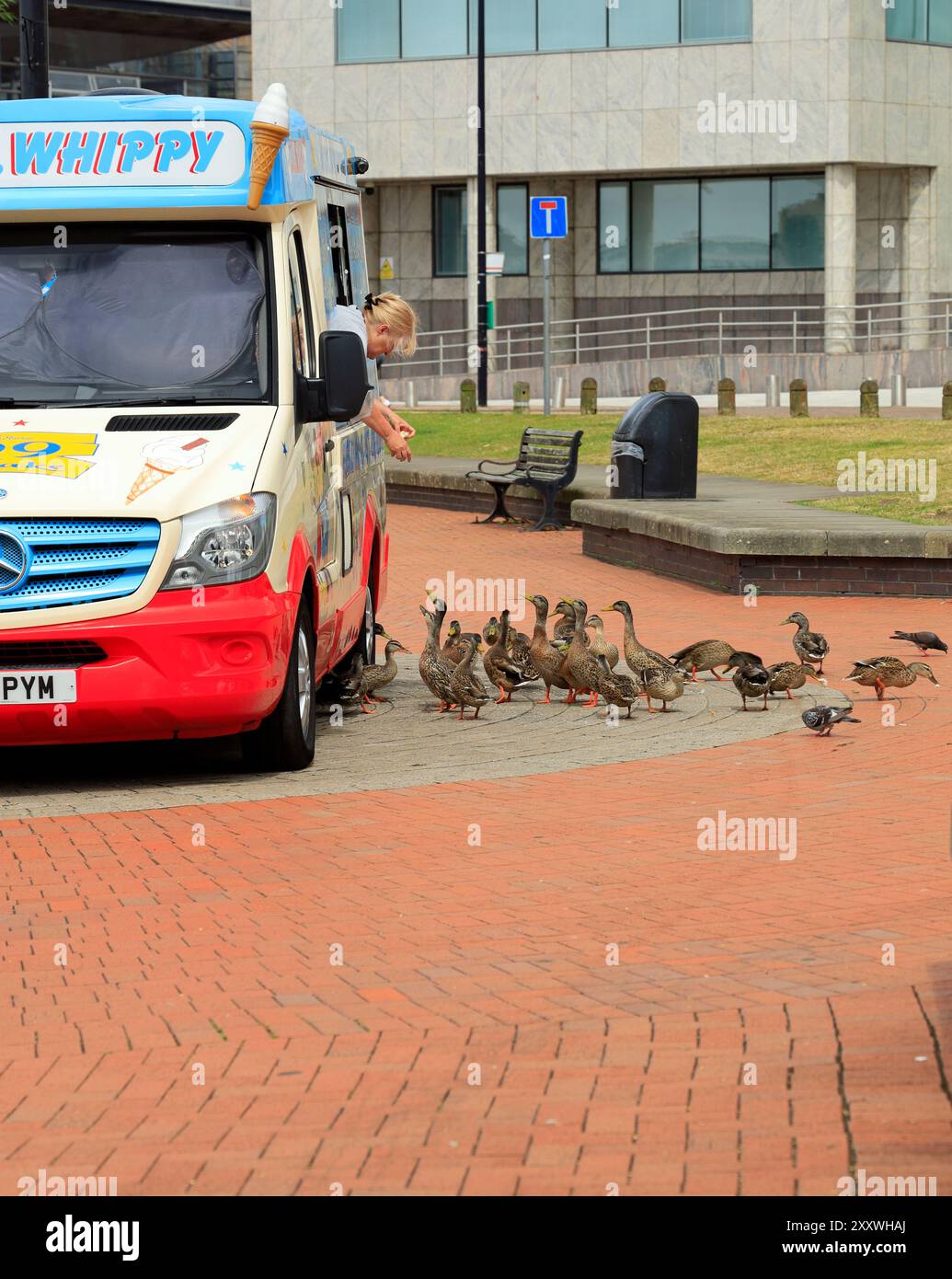 Le anatre vengono nutrite dalla signora Whippy gelateria van, Cardiff Bay, Cardiff, Galles del Sud. Foto Stock