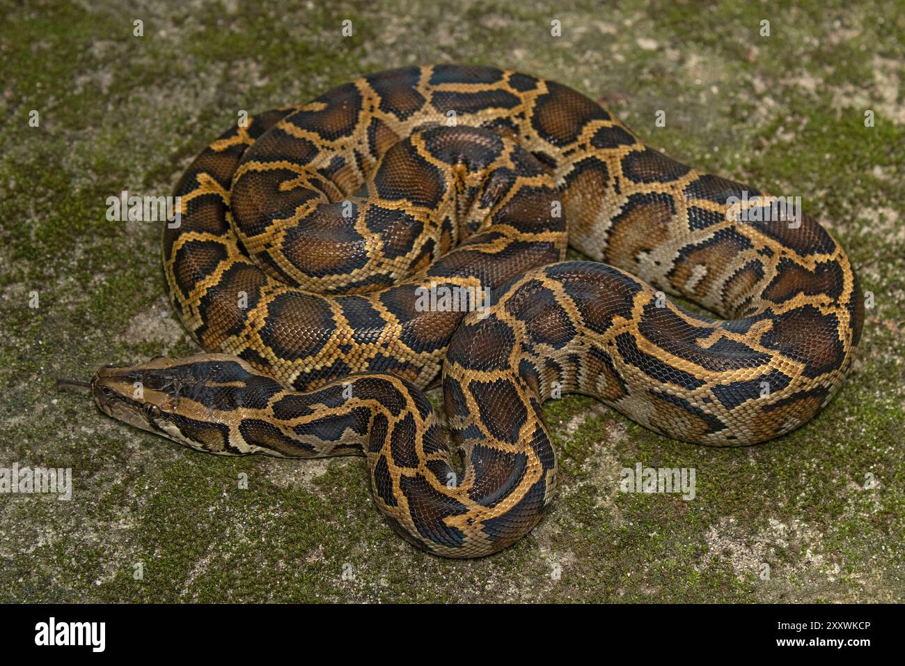 Python birmano (Python bivittatus) subadulto. Foto Stock