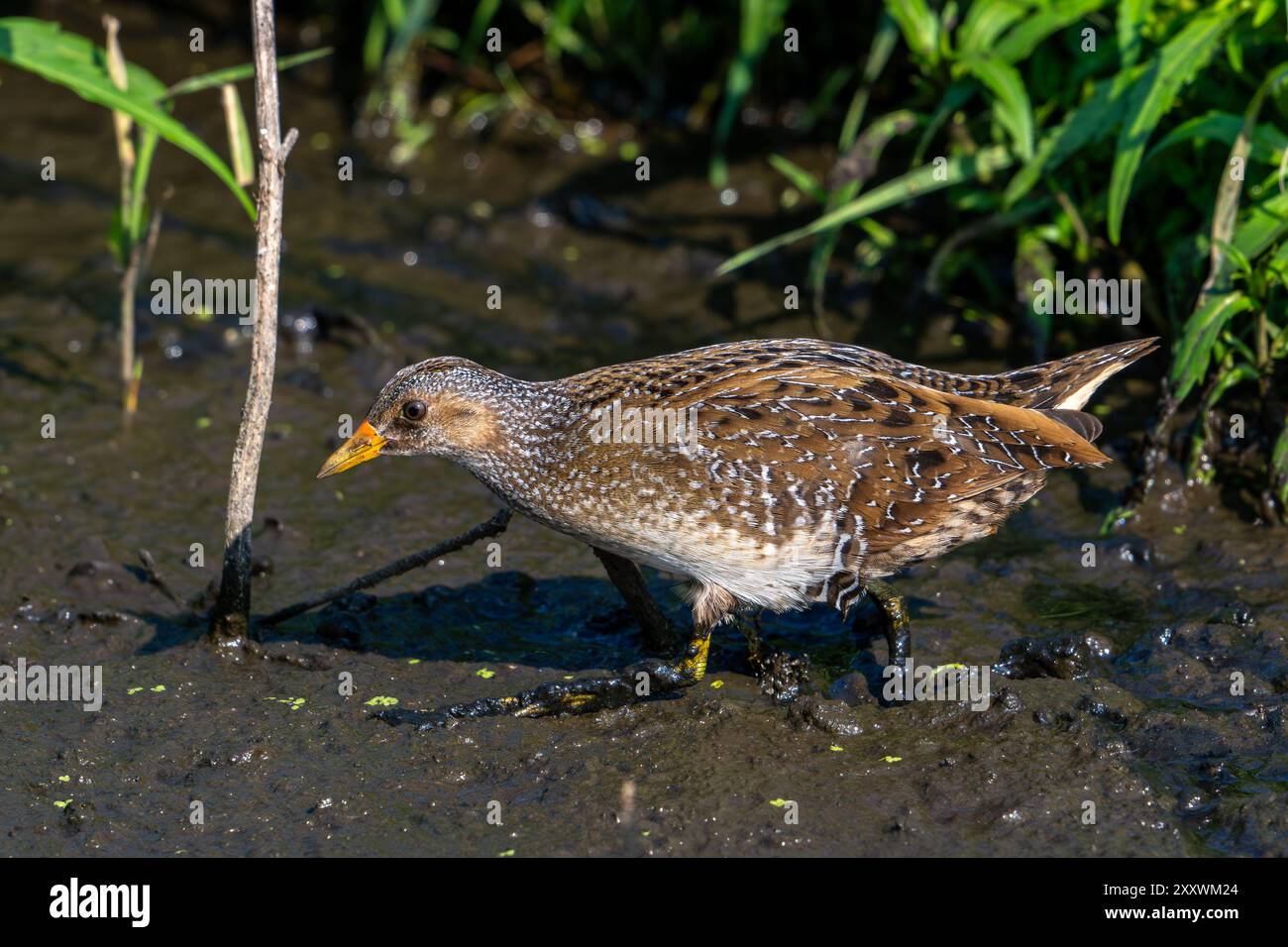 Il rastrello maculato (Porzana porzana / Ortygometra porzana) si forgia nelle paludi in estate Foto Stock