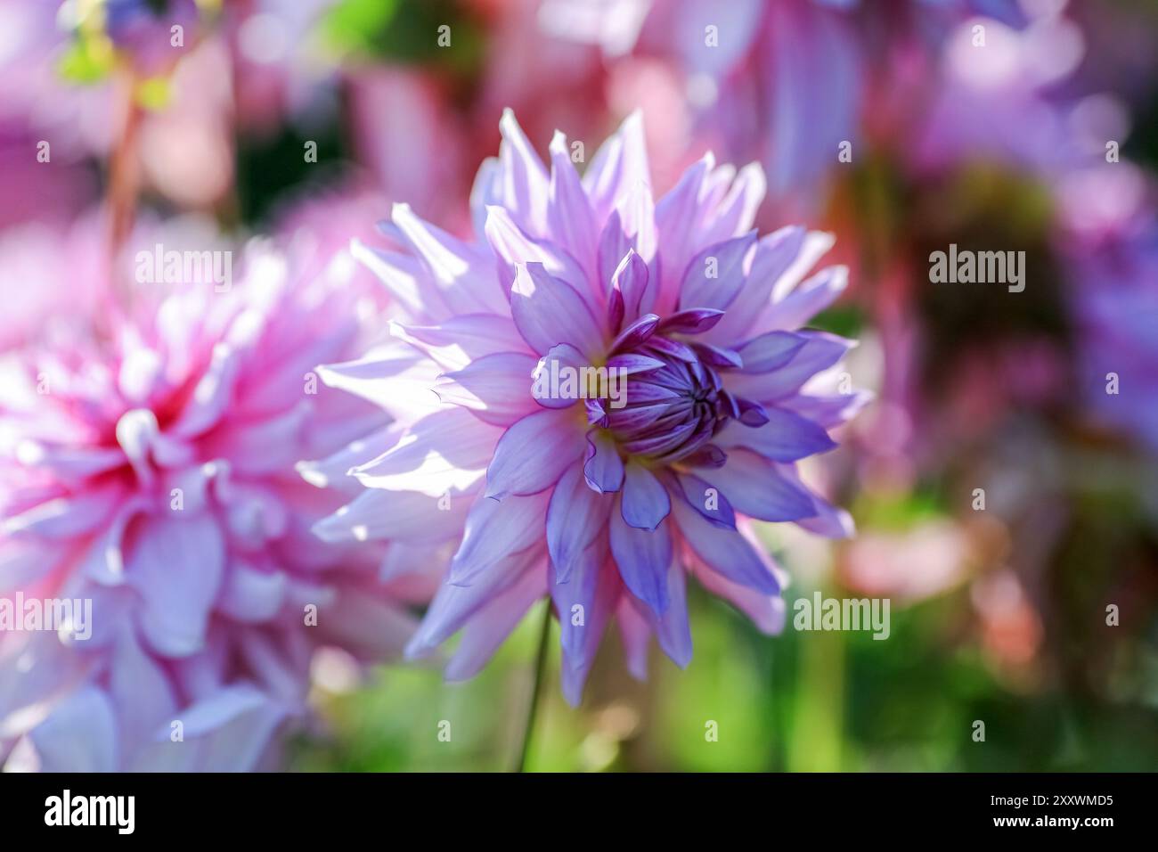 Dahlia è un membro della famiglia Compositae (chiamata anche Asteraceae) di piante dicotiledoni, che fioriscono in autunno Foto Stock