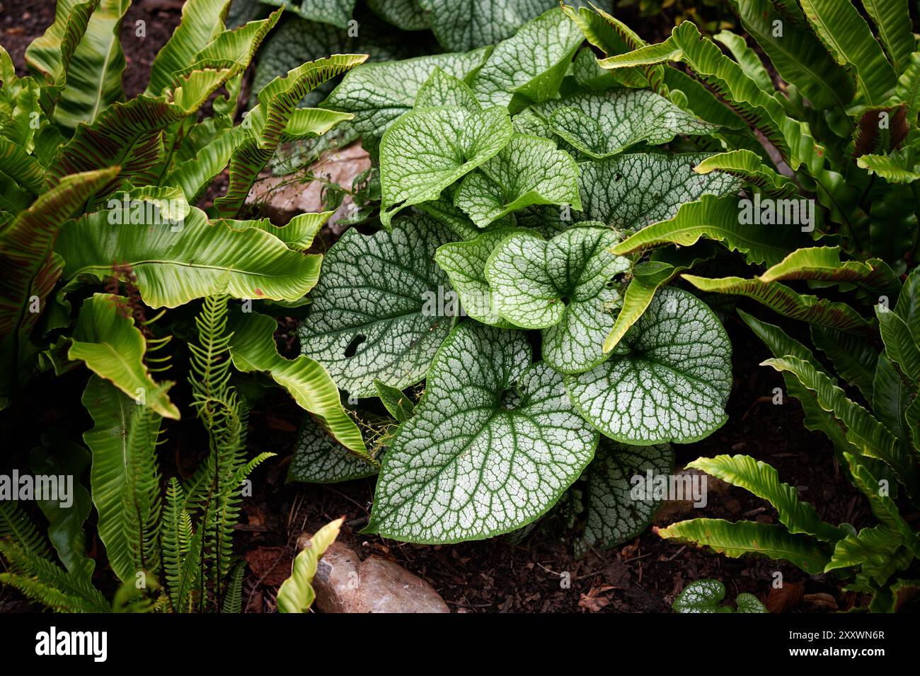 Le foglie di una pianta Foto Stock