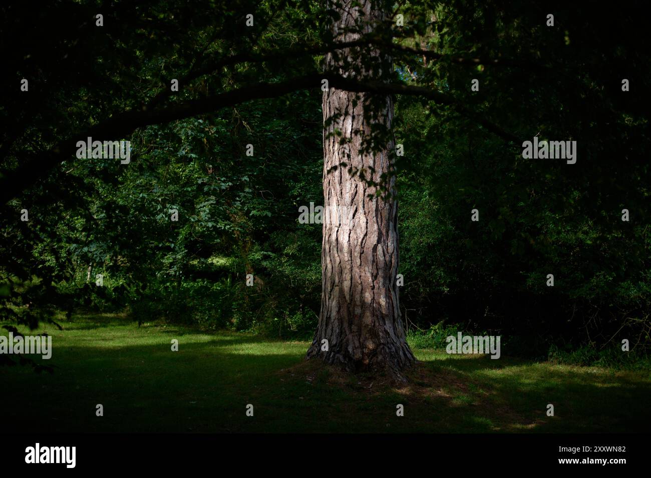 Struttura della foresta Foto Stock