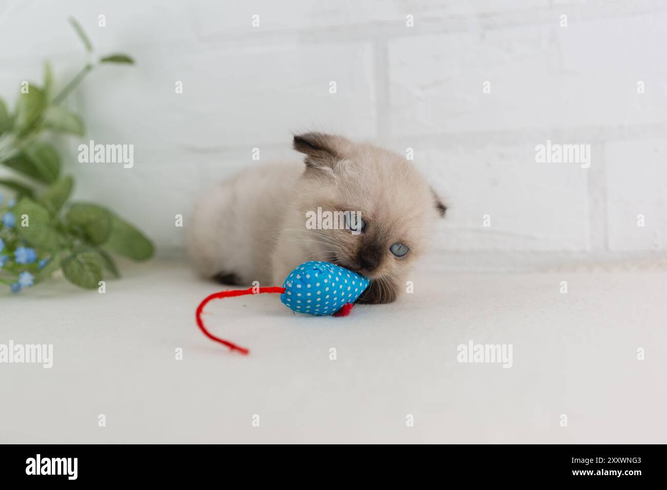 Un gattino con gli occhi blu e le orecchie a lupo del colore a punta gioca con un giocattolo per topi blu Foto Stock