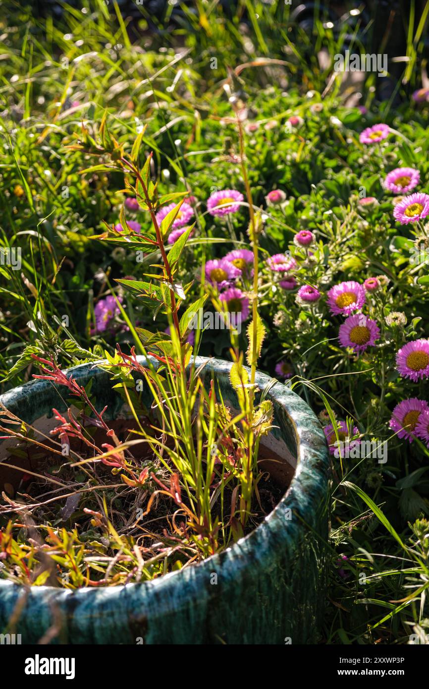 BURNTISLAND, FIFE, SCOZIA, Regno Unito - 11 GIUGNO 2024: Un mix di fiori colorati e verde vegetale prospera in un giardino che mette in mostra la bellezza della natura. Foto Stock