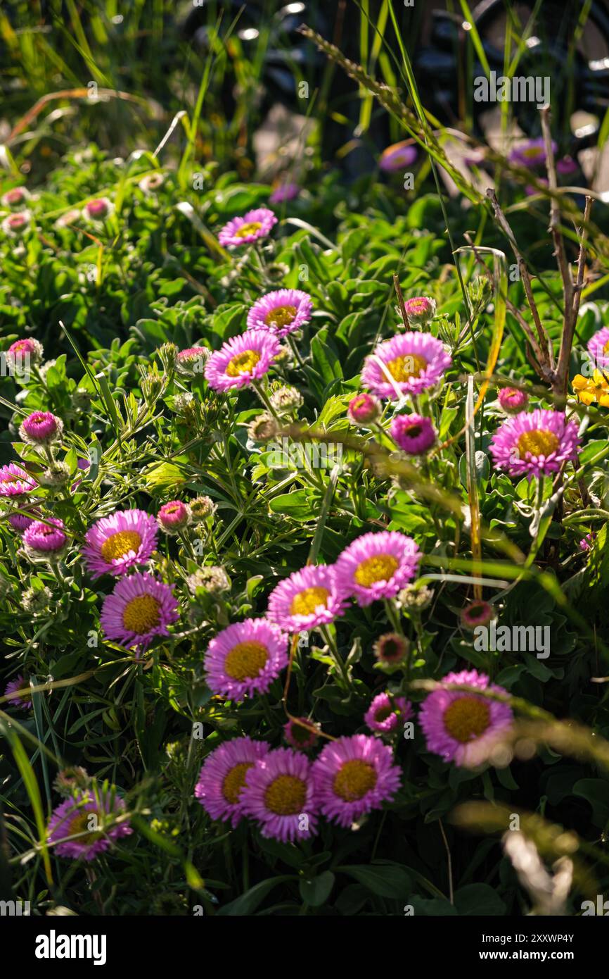 BURNTISLAND, FIFE, SCOZIA, Regno Unito - 11 GIUGNO 2024: Vivaci gruppi di fiori selvatici rosa e gialli adornano un prato verde. Foto Stock