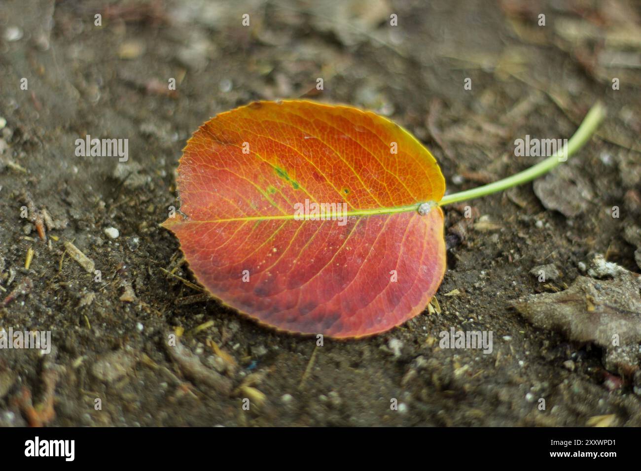 Le foglie dei colori autunnali cadono a terra. Messa a fuoco selettiva sulle lamelle. Foto Stock