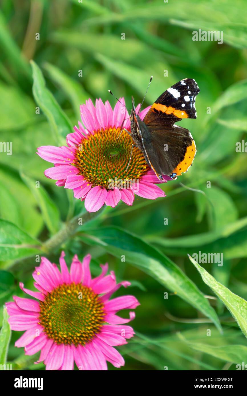 La farfalla ammiraglio rossa si trova sui bellissimi fiori rosa dell'Echinacea angustifolia, da vicino. il coneflower viola a foglie strette, blacksamson ech Foto Stock