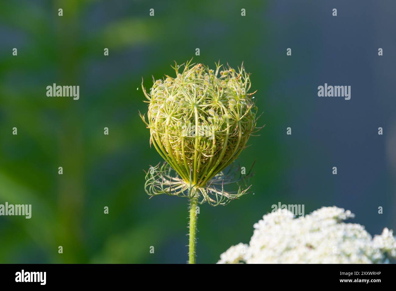 L'umbel di una carota selvatica. Daucus carota. Carota selvatica europea, nido di uccello, pizzo vescovile, pizzo della regina Anna. Foto Stock