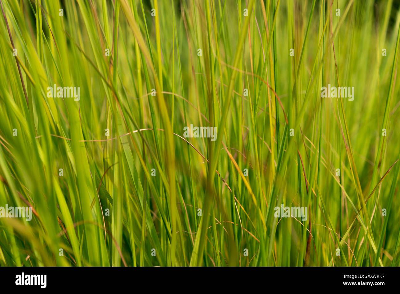 Erba verde alta, primo piano. Fondo vegetale naturale. Foto Stock