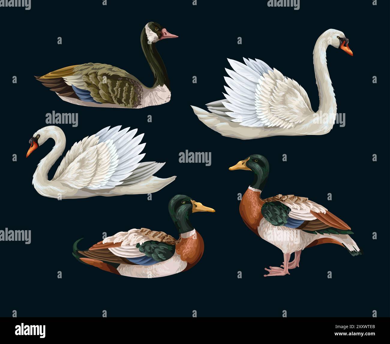 Cigno bianco e anatra isolati. VECTO Illustrazione Vettoriale