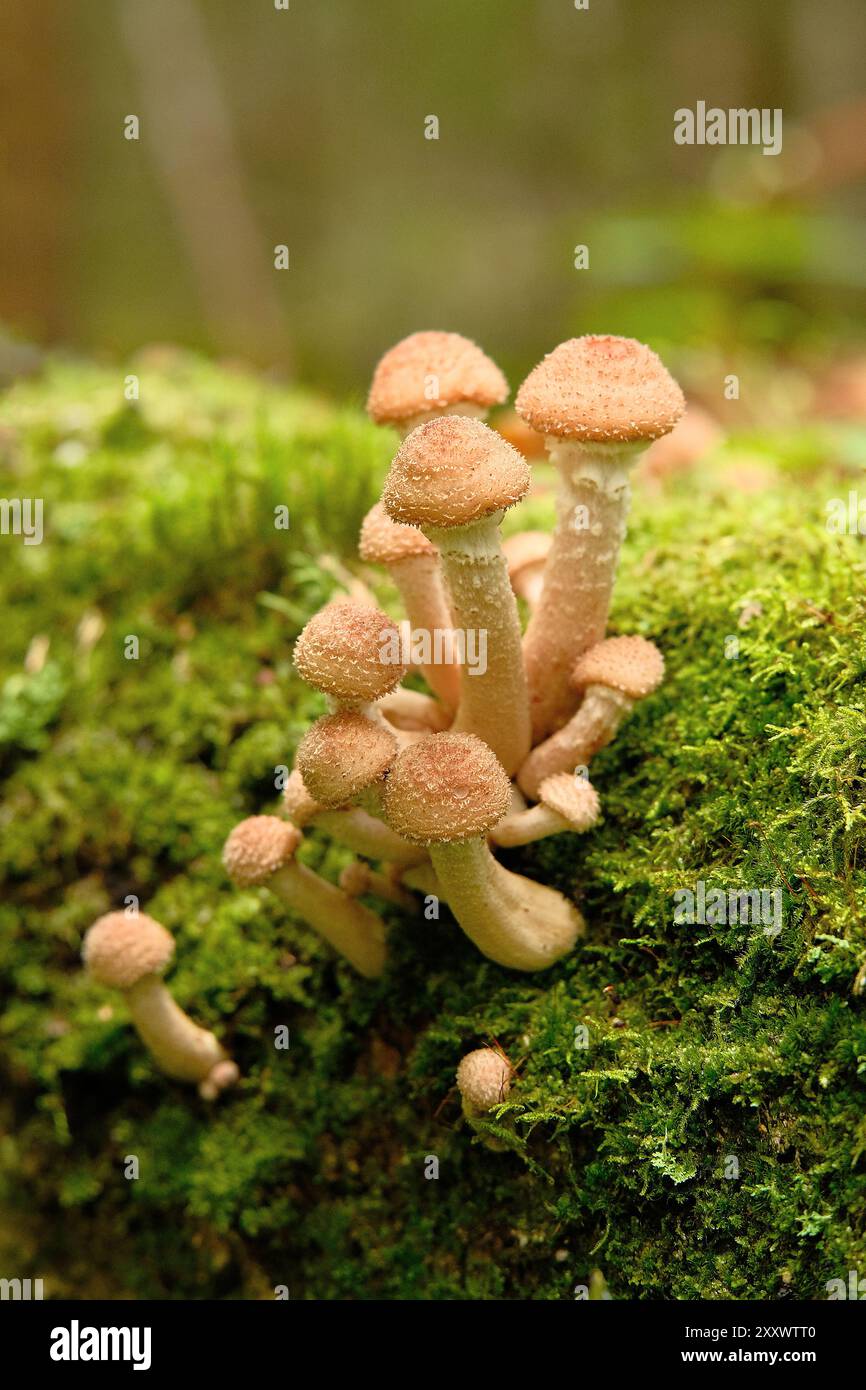 Gruppo di funghi agarici di miele crescono sul tronco dell'albero tra il muschio verde nella foresta. Primo piano sui funghi commestibili selvatici. Messa a fuoco selettiva. Foto Stock