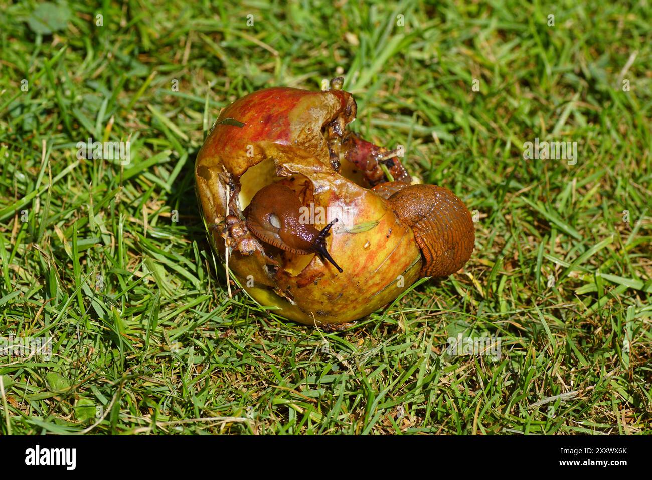 Lumache rosse (Arion rufus) o lumache spagnole (Arion vulgaris) mangiando una mela, caduta nell'erba. Lumache di famiglia (Arionidae). Estate, Foto Stock