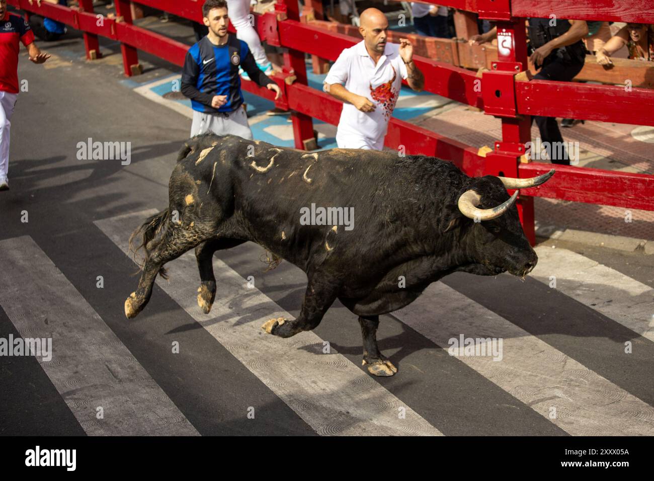 Madrid, Spagna. 26 agosto 2024. Come ogni anno, la città di Madrid di San Sebastián de los Reyes ha iniziato questa mattina la celebrazione delle sue feste patronali e come parte di esse le sue corse di tori e corride. D. Canales Carvajal/Alamy Live News - immagine Foto Stock