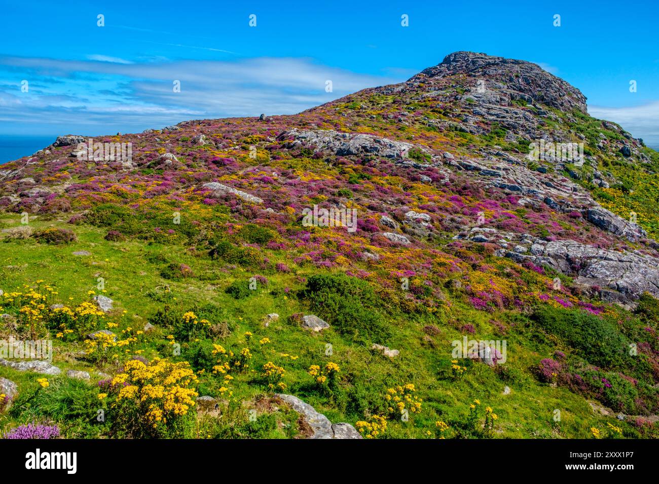 La vetta di Carn Llidi sulla penisola di St Davids nel Pembrokeshire Coast National Park. Galles, Regno Unito Foto Stock