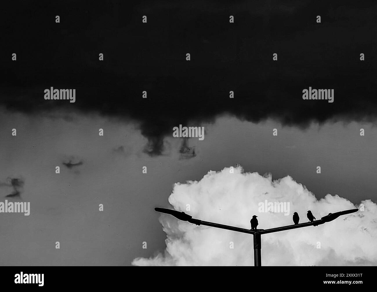Tre uccelli su un palo elettrico contro un cielo nuvoloso scuro: Un simbolo di speranza e rassicurazione. Bianco e nero. Foto Stock