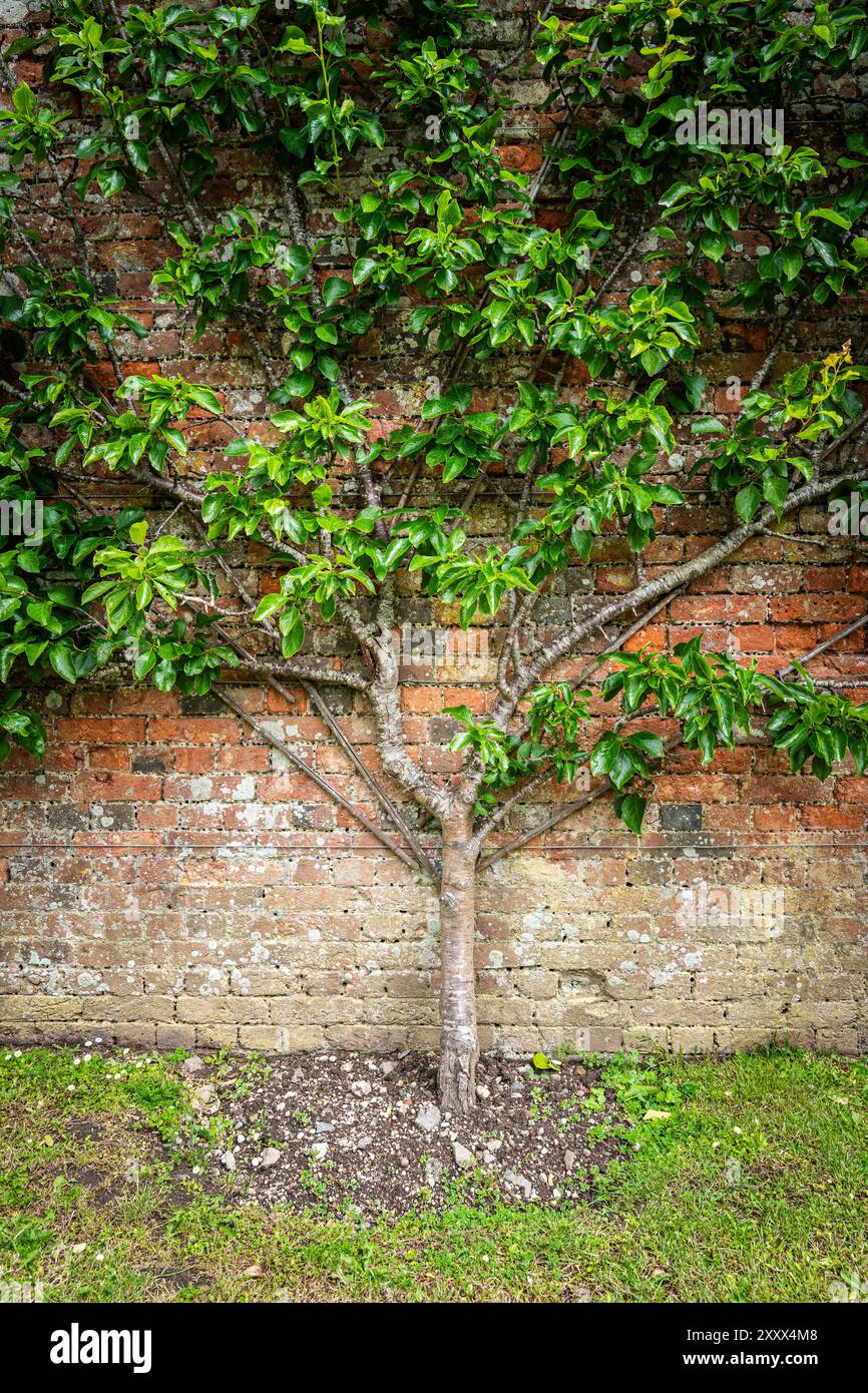 Lo stelo centrale e i rami a più livelli addestrati da ventole di un albero di pera espalier consolidato con fili di supporto contro una parete di mattoni con spazio di copia Foto Stock