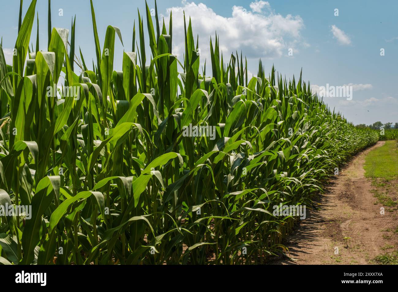 Vista di un campo di mais che guarda lungo la fila esterna in una giornata di sole. Foto Stock