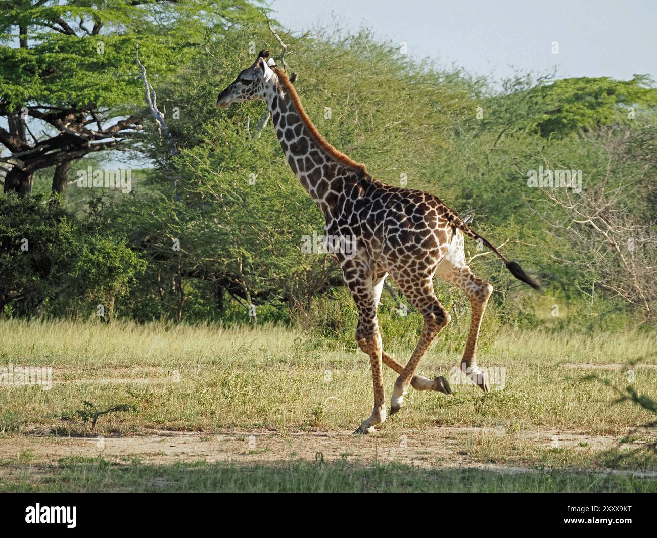 Giovane giraffa Masai (Giraffa tippelskirchi) che corre a tutta velocità attraverso la macchia aperta nel Parco Nazionale di Nyerere, Tanzania, Africa Foto Stock