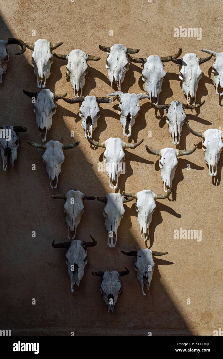 Teschi di mucca montati su un muro in stile adobe con un'ombra drammatica, in stile sud-occidentale. Foto Stock