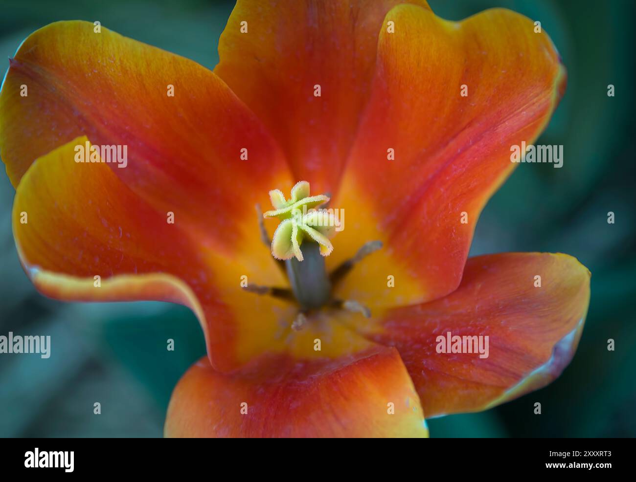 Singolo tulipano rosso-arancione aperto con vista su stigma e anteri Foto Stock
