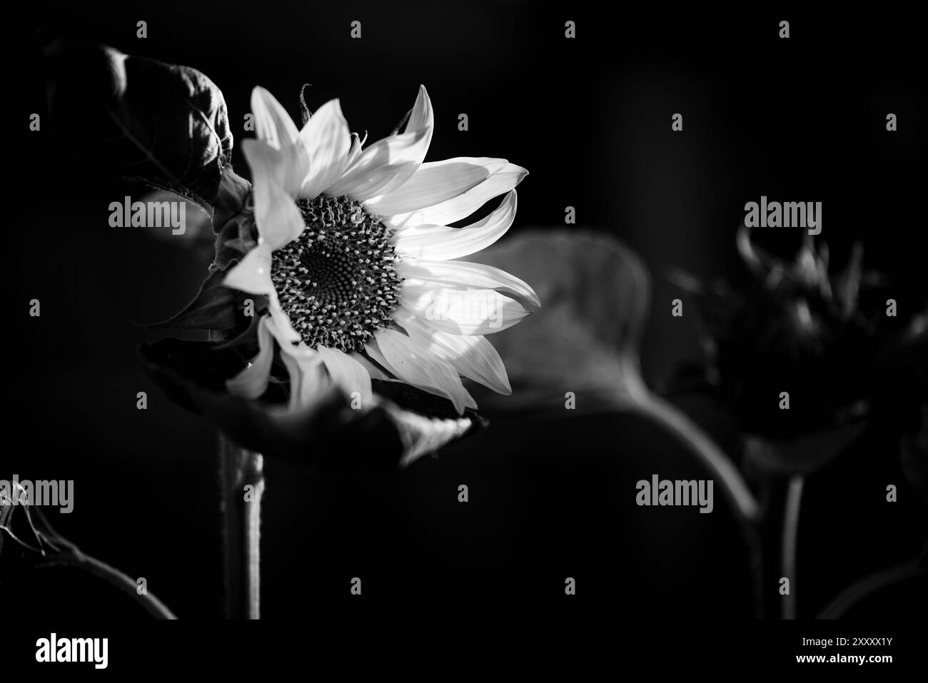 Girasole bianco e nero illuminate dalla luce del sole in Arizona Foto Stock