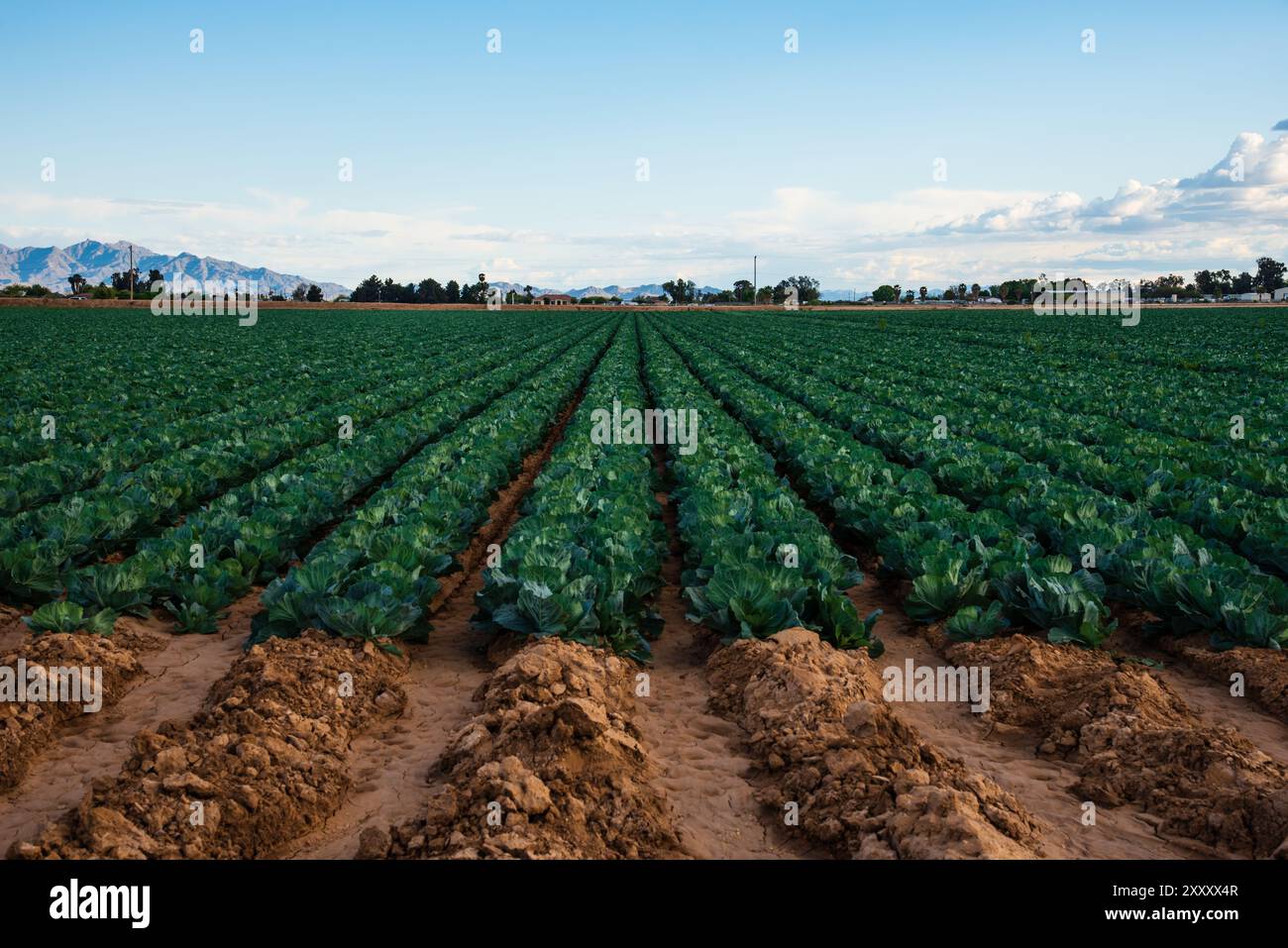 Cabbage Field a Glendale, Arizona Foto Stock