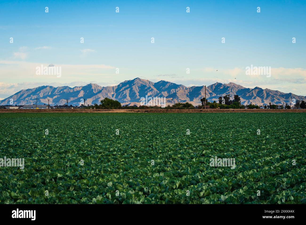 Paesaggio rurale con campo di cavolo e vista delle Estrella Mountains a Glendale, Arizona Foto Stock