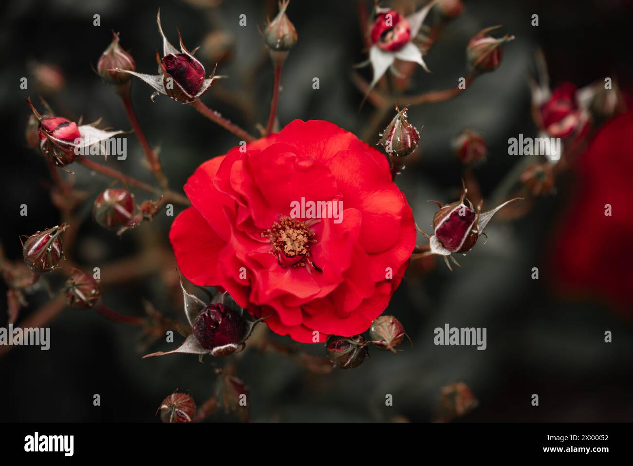 Primo piano di una vivace rosa rossa in piena fioritura, circondata da numerose piccole cime di rose in varie fasi di apertura. Foto Stock