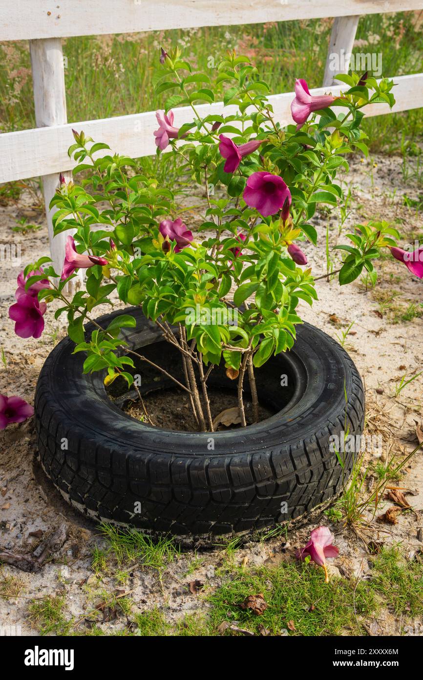 Allamanda blanchetii, nota anche come allamanda viola o allamanda viola, protetta da una vecchia gomma. Foto Stock