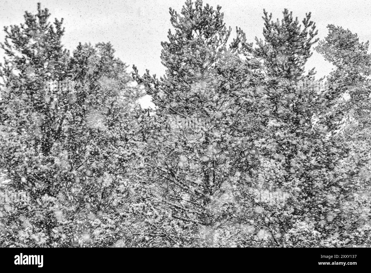 Alberi nella neve, Gaellivare, Norrbotten, Lapponia, Svezia, ottobre 2013, Europa Foto Stock