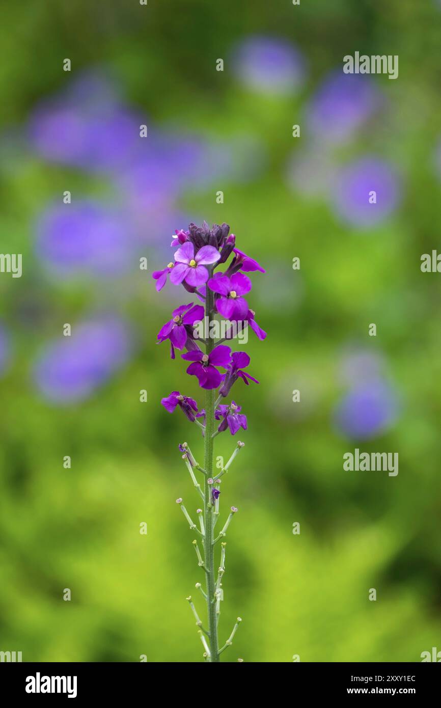 Golden Varnish, Erysimum, Bowles Mauve Variety, Renania settentrionale-Vestfalia, Germania, Europa Foto Stock