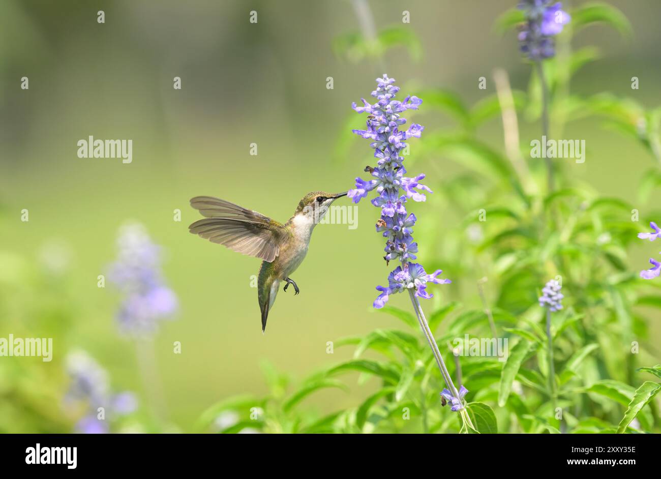 Colibrì dalla gola rubina che ottiene il nettare da un fiore di salvia viola in un soleggiato giardino estivo Foto Stock