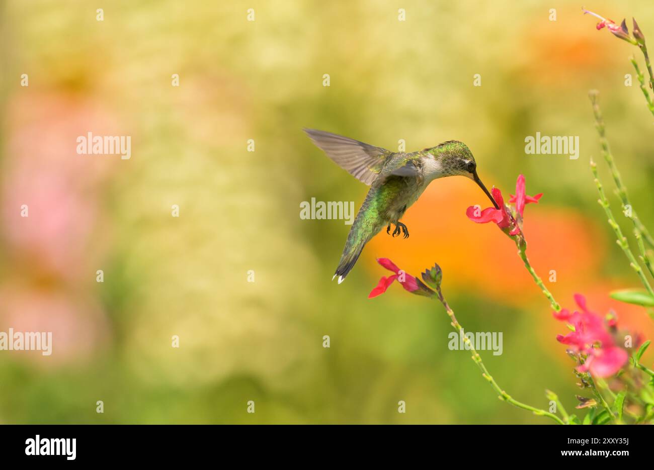 Colibrì dalla gola rubina che si nutre di un fiore di Salvia rosso brillante nel luminoso giardino estivo; con spazio per copiare Foto Stock