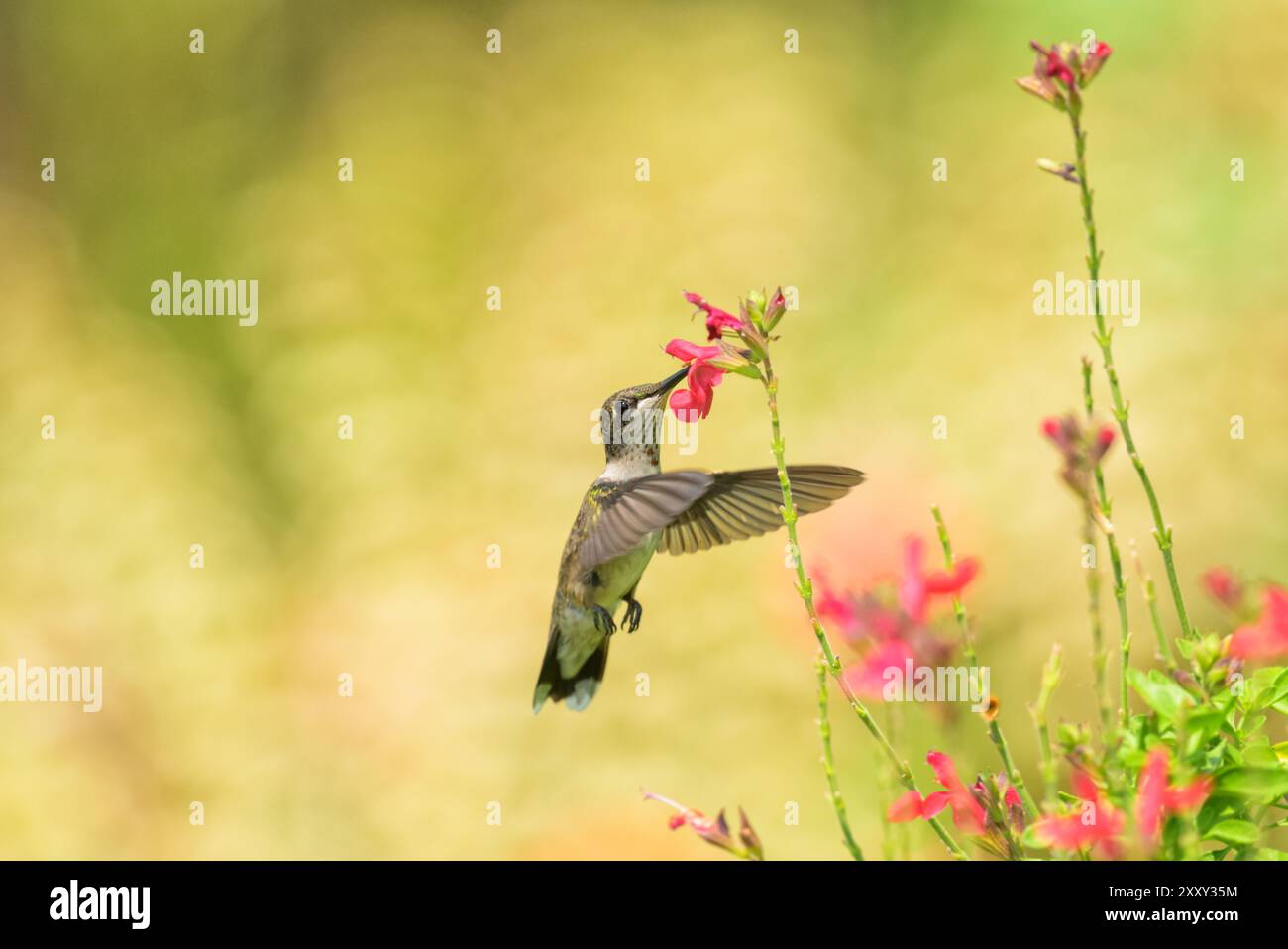 Un giovane Humminbird maschio dalla gola rubina in volo, che si nutre di un fiore di salvia rosso scarlatto Foto Stock