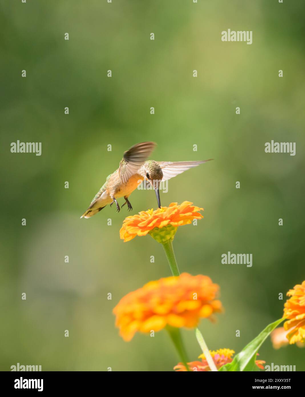 Colibrì dalla gola rubina che ottiene il nettare da un fiore di Zinnia arancione; con sfondo estivo verde e spazio copiato sulla parte superiore Foto Stock