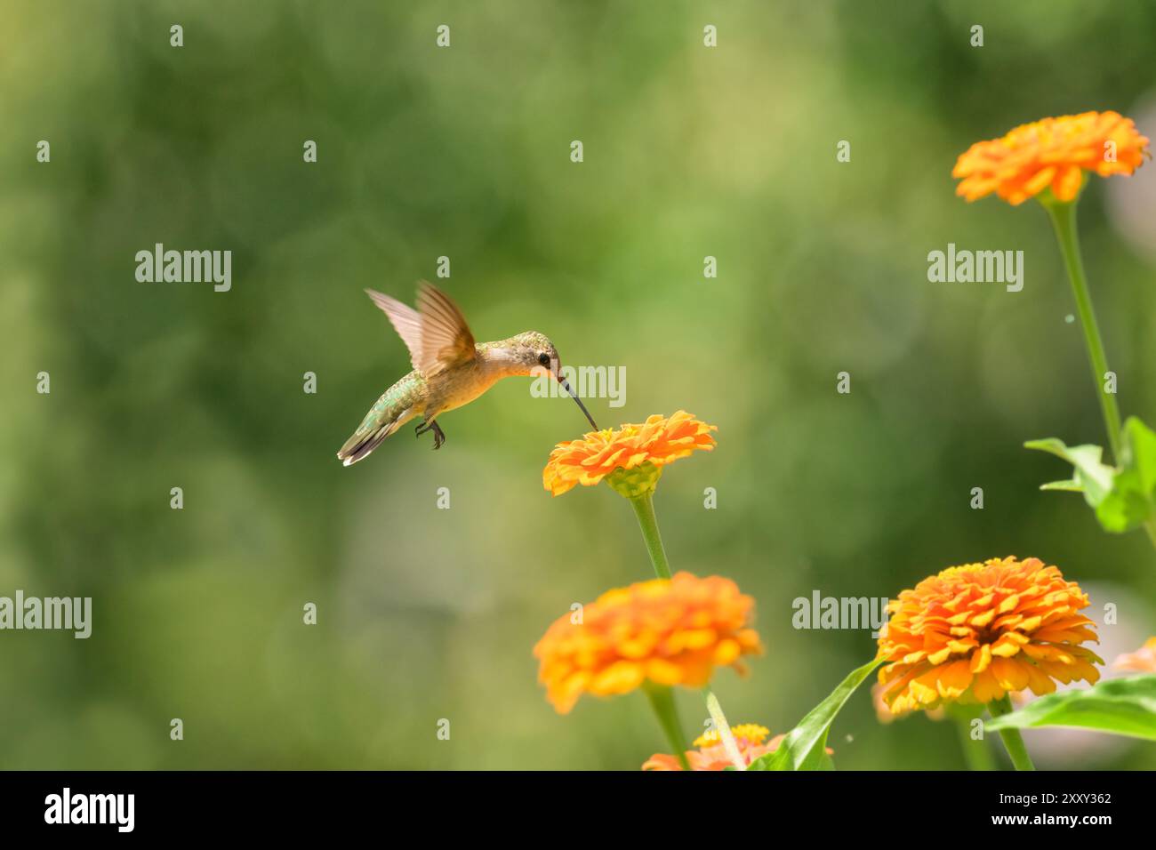 Piccolo colibrì dalla gola rubina che si libra e prende il nettare da un fiore di Zinnia arancione in un luminoso giardino estivo Foto Stock