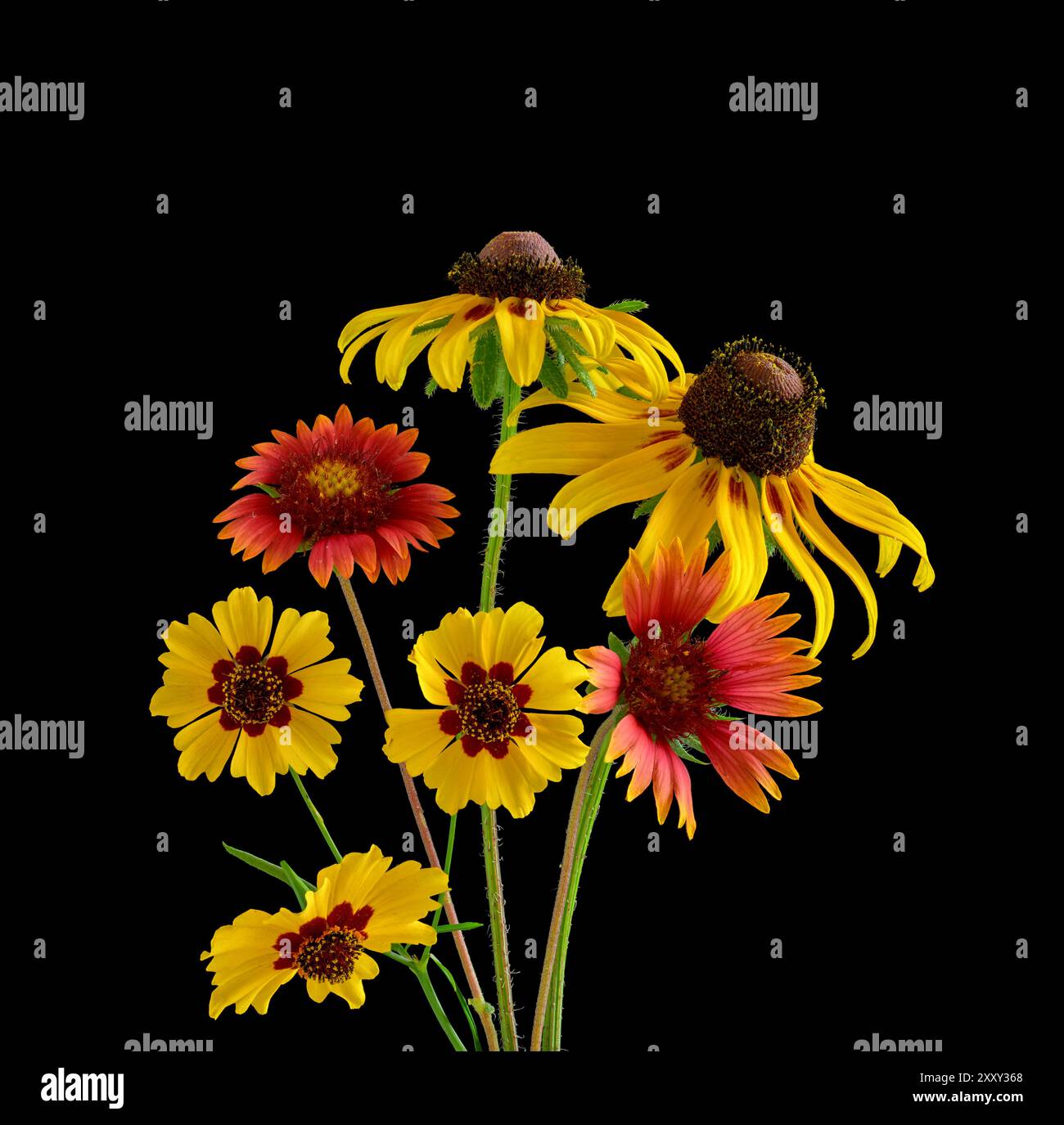 I fiori selvatici si concentrano sul nero impilati e isolati; Susan dagli occhi neri, fiore di coperta e Coreopsis delle pianure Foto Stock