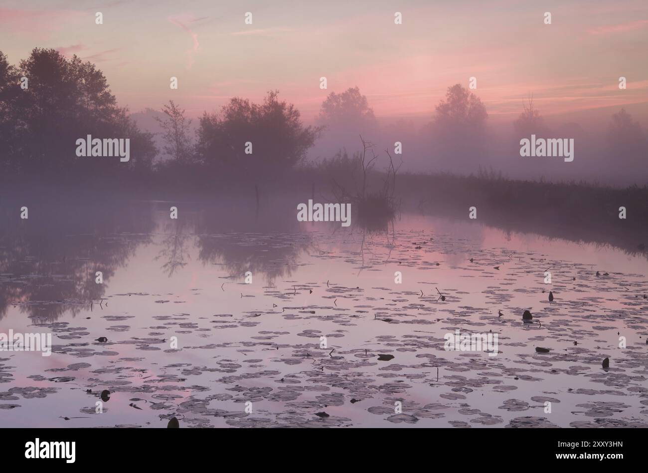 Spettacolare alba nebbiosa sul lago selvaggio con ninfee Foto Stock