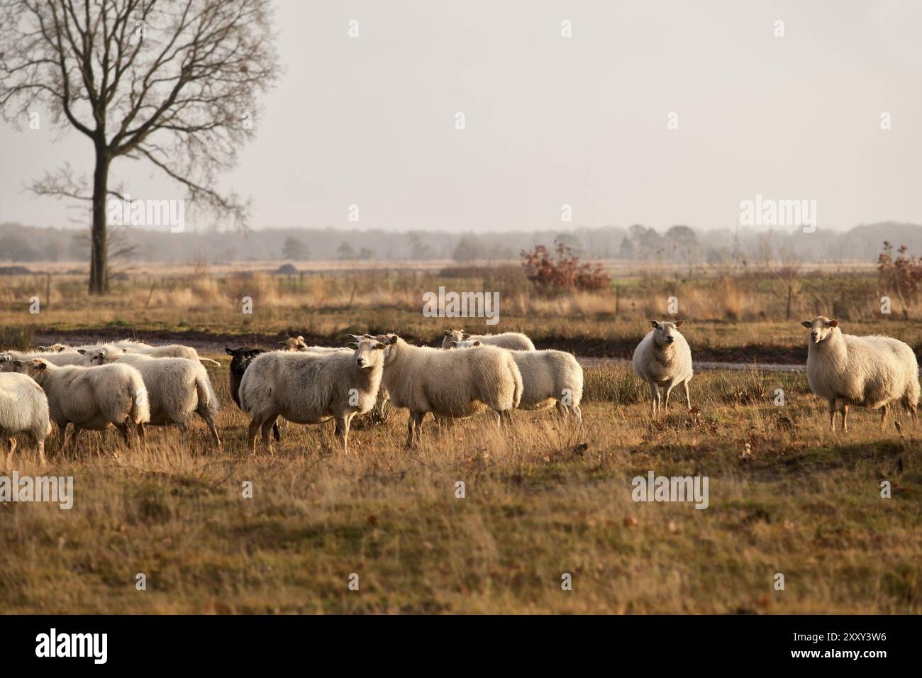 Allevamento di ovini su prati a Dwingelderveld, Drenthe, Paesi Bassi Foto Stock