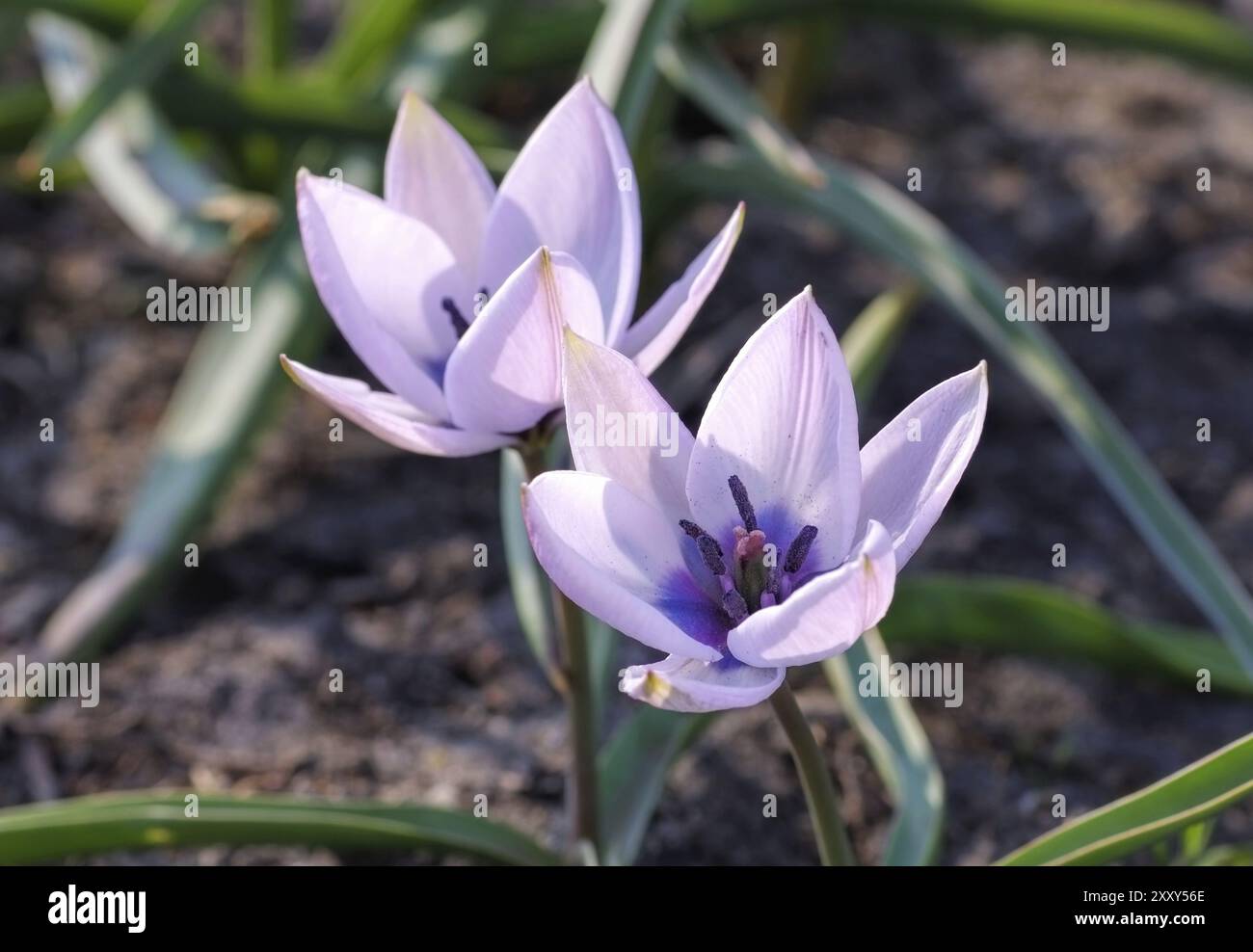 Tulipani selvatici Alba coerulea oculata in primavera, tulipani selvatici Tulipa Alba coerulea oculata in primavera Foto Stock