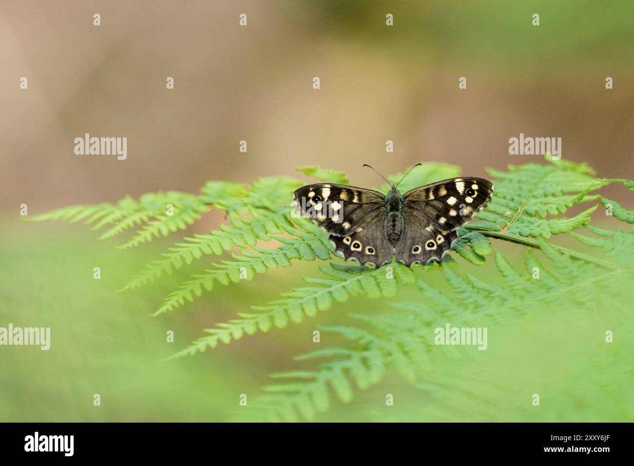 Una piccola farfalla si trova su un fiore di fronte a uno sfondo sfocato verde con spazio di testo Foto Stock