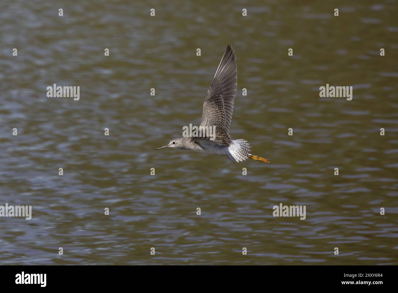 I trampolieri o gli uccelli marini si trovano comunemente a guado lungo le coste e le distese fangose per il foraggio di cibo che strisciano o scavano nel fango e nella sabbia, di solito Foto Stock